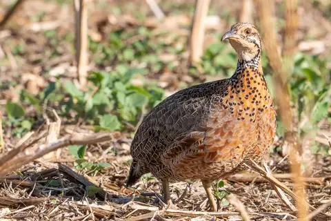 Elgon Francolin