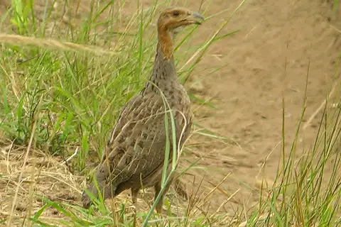 Finsch's Francolin