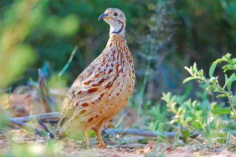 Orange River Francolin