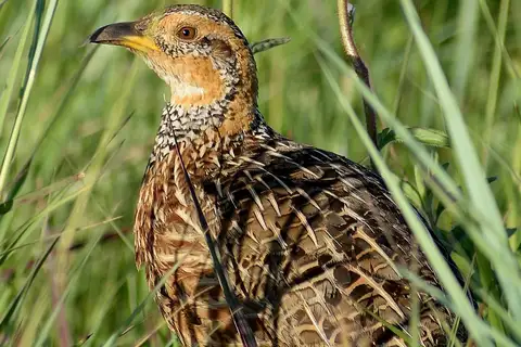 Red-winged Francolin