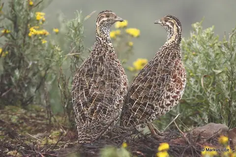Moorland Francolin
