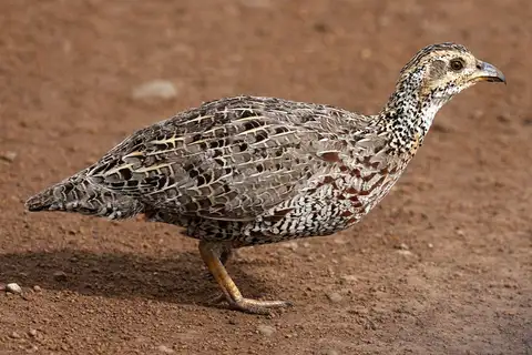 Shelley's Francolin