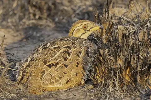 Ring-necked Francolin