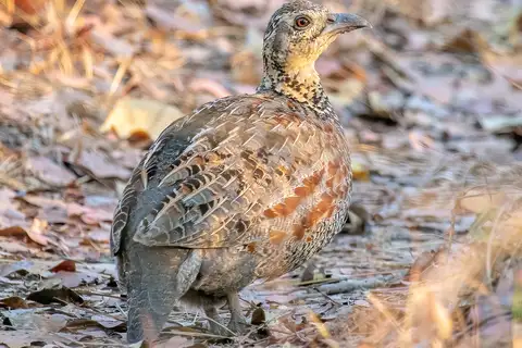 Whyte's Francolin