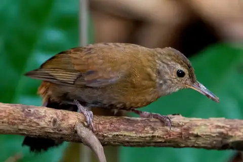 Grey-throated Leaftosser