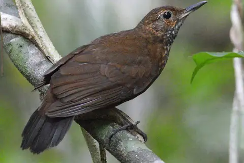 Scaly-throated Leaftosser