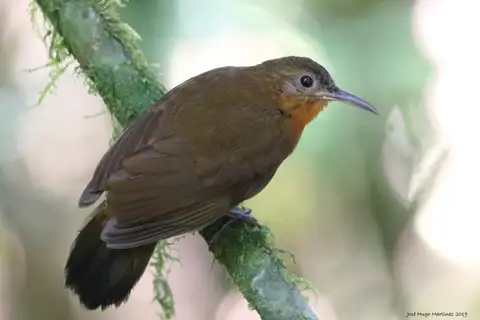 Tawny-throated Leaftosser