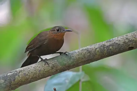 Short-billed Leaftosser