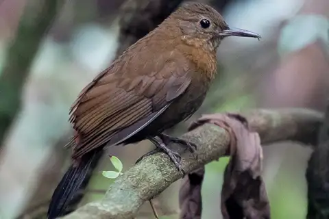 Rufous-breasted Leaftosser