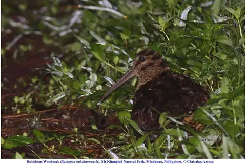 Bukidnon Woodcock