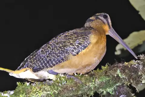 Sulawesi Woodcock
