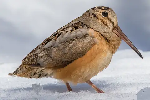 American Woodcock