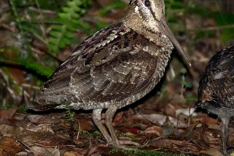 Amami Woodcock
