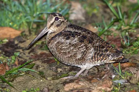 Eurasian Woodcock