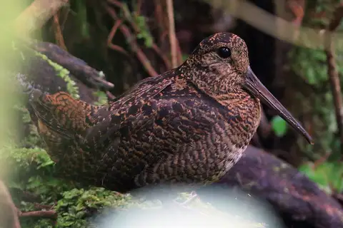 Javan Woodcock