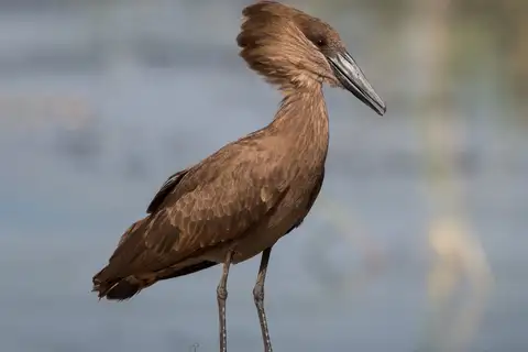 Hamerkop