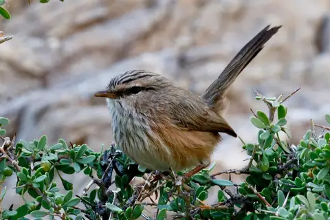Streaked Scrub Warbler