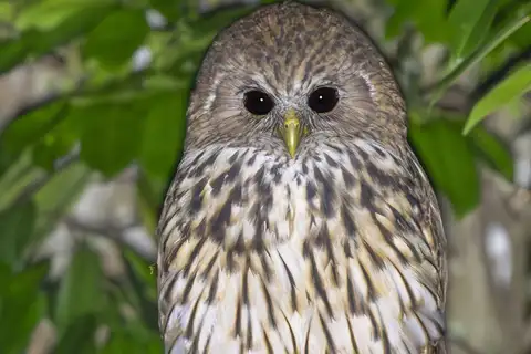 Vermiculated Fishing Owl