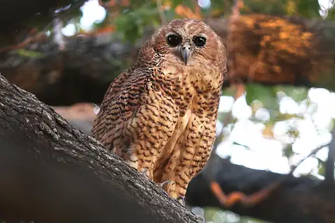 Pel's Fishing Owl
