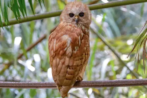 Rufous Fishing Owl