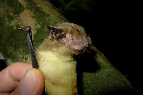 Yellow-bellied House Bat