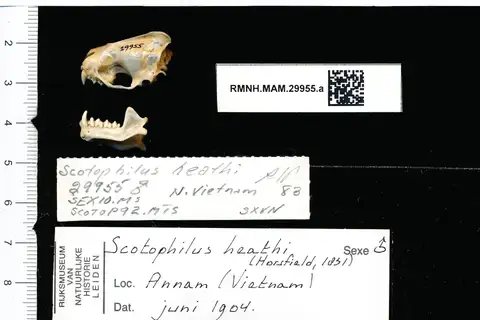 Greater Asian Yellow Bat