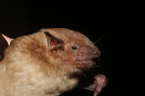 Lesser Asian Yellow Bat