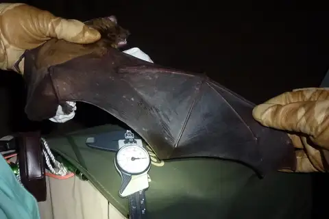 Giant House Bat