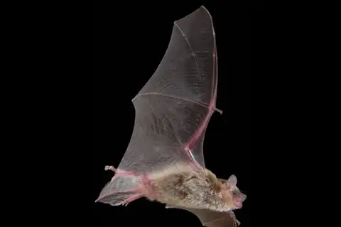 Inland Broad-nosed Bat