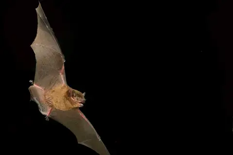Eastern Broad-nosed Bat