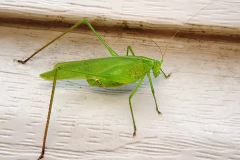 Curve-tailed Bush Katydid