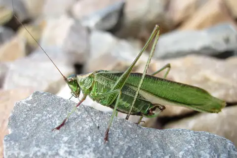 Treetop Bush Katydid