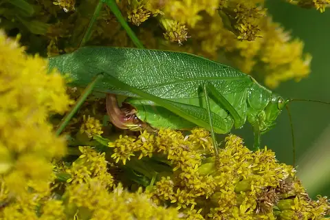 Fork-tailed Bush Katydid