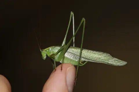 Mexican Bush Katydid