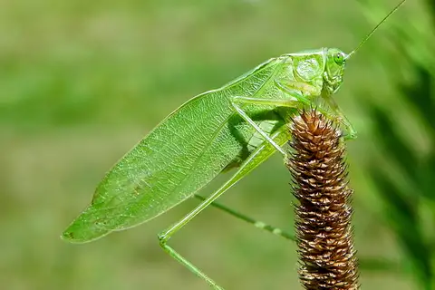 Broad-winged Bush Katydid