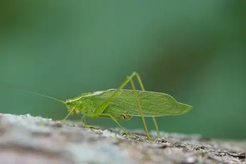 Northern Bush Katydid