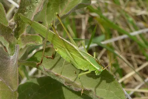 Texas Bush Katydid