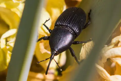 Yucca Weevil