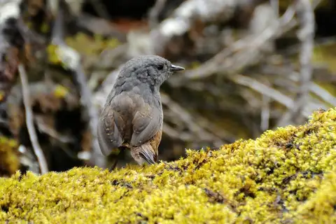 Ancash Tapaculo