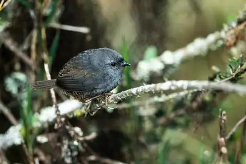 Neblina Tapaculo