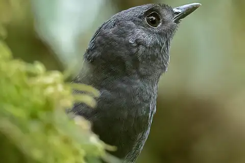 Tatama Tapaculo