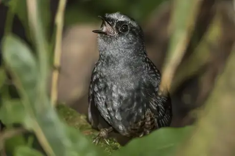 Silvery-fronted Tapaculo