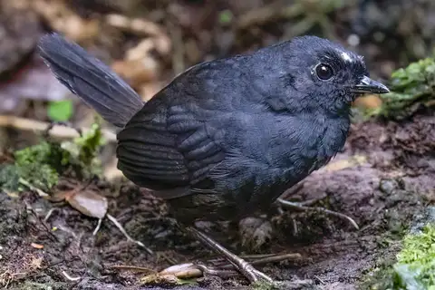 White-crowned Tapaculo