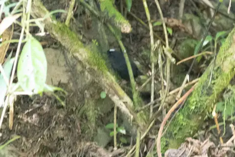 Bolivian Tapaculo