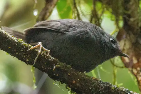 Paramillo Tapaculo