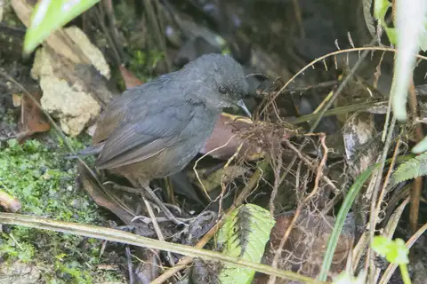 Caracas Tapaculo