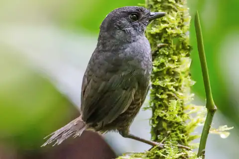 Choco Tapaculo