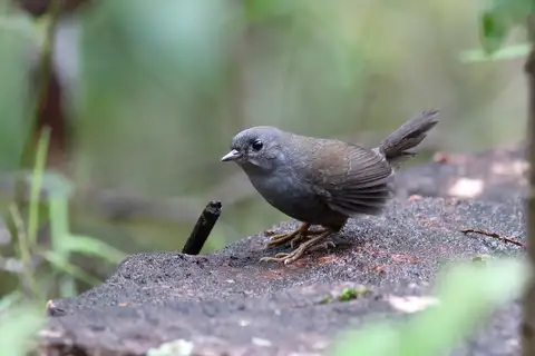 Diamantina Tapaculo