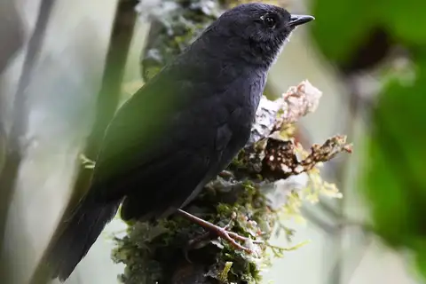Rufous-vented Tapaculo