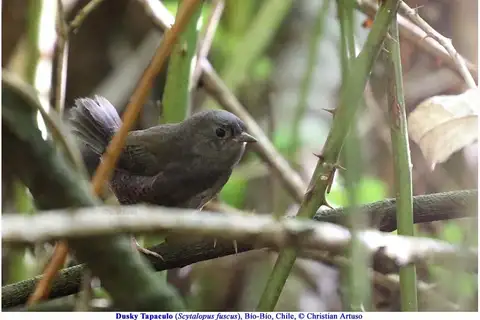 Dusky Tapaculo